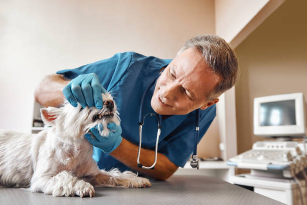 Best 24-Hour Emergency Dental Care in Morgan Hill, PA